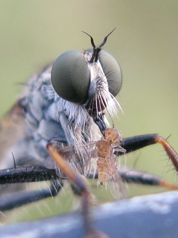 Asilidae con Psocoptera